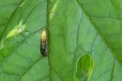 Graphium agamemnon