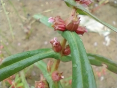 Ammannia robusta