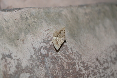 Frederickia nigricomma