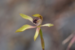 Caladenia atradenia