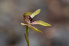 Caladenia atradenia