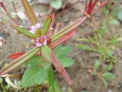 Ammannia robusta