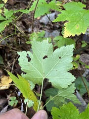 Ribes glandulosum