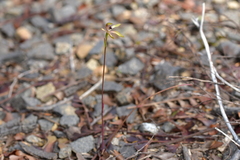 Caladenia atradenia