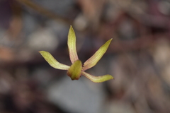 Caladenia atradenia