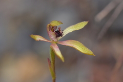 Caladenia atradenia