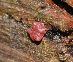 Ascocoryne sarcoides