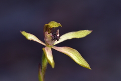 Caladenia atradenia