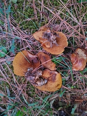 Suillus
