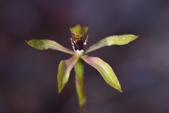 Caladenia atradenia
