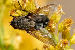 Oestroidea