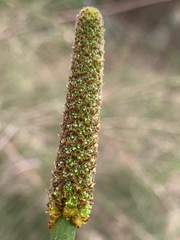 Xanthorrhoea minor lutea