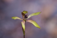 Caladenia atradenia