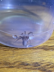 Herpyllus propinquus