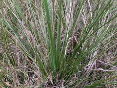 Xanthorrhoea minor lutea