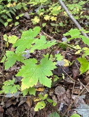 Ribes glandulosum