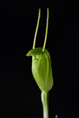 Pterostylis puberula