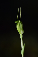 Pterostylis puberula
