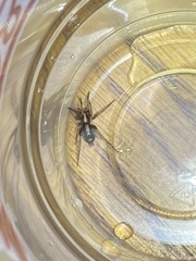 Herpyllus propinquus