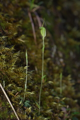 Pterostylis puberula