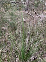 Xanthorrhoea minor lutea