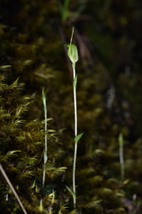 Pterostylis puberula