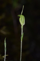 Pterostylis puberula