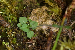Pterostylis puberula