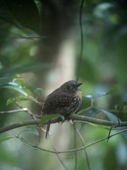Malacoptila panamensis