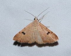 Hemeroplanis historialis