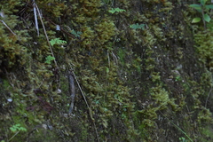 Pterostylis puberula