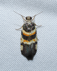 Spragueia funeralis