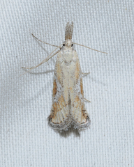 Cacotherapia interalbicalis