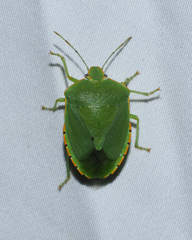 Chinavia marginata