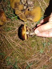 Suillus