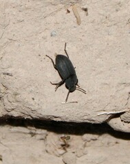 Tenebrioninae