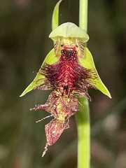 Calochilus robertsonii