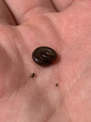 Ommatoiulus moreleti