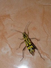 Chlorophorus annularis