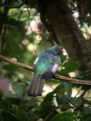 Trogon massena