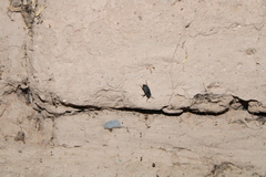 Tenebrioninae