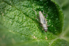 Navomorpha sulcata