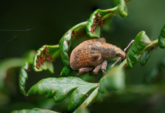 Gonipterus platensis