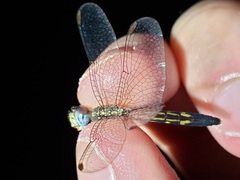 Erythrodiplax minuscula