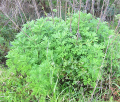 Artemisia verlotiorum