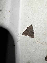 Bleptina caradrinalis