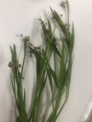 Sisyrinchium rosulatum