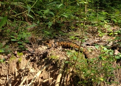 Nerodia sipedon pleuralis