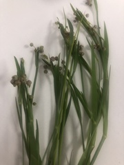 Sisyrinchium rosulatum