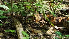 Nerodia sipedon pleuralis